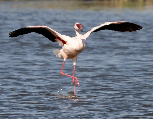 iNaturalist image
