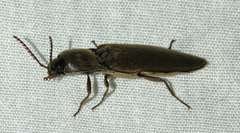 Elaterini