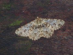 Racotis boarmiaria