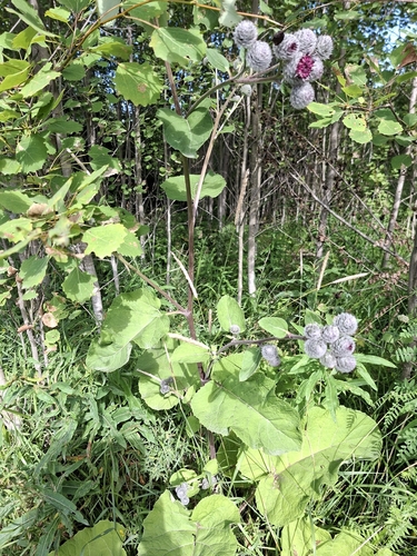 Woolly Burdock