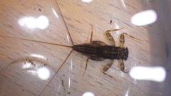 Stenacron interpunctatum