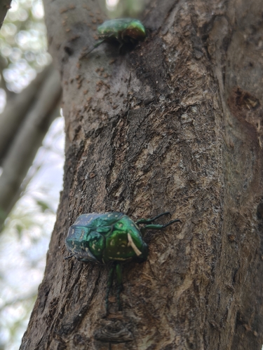 Oriental Flower Beetle