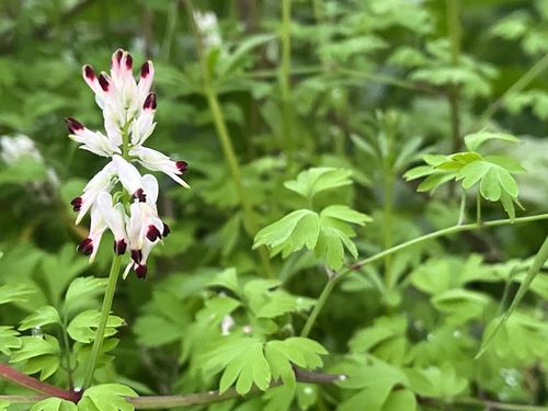 white ramping-fumitory