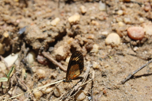 Falls Acraea