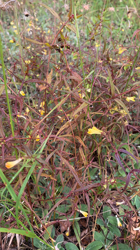 Common Cow-wheat