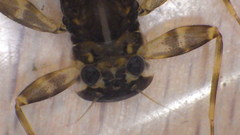 Stenacron interpunctatum