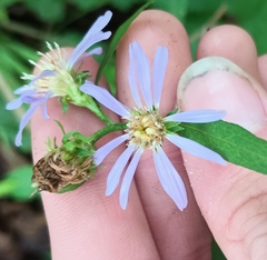 Symphyotrichum retroflexum