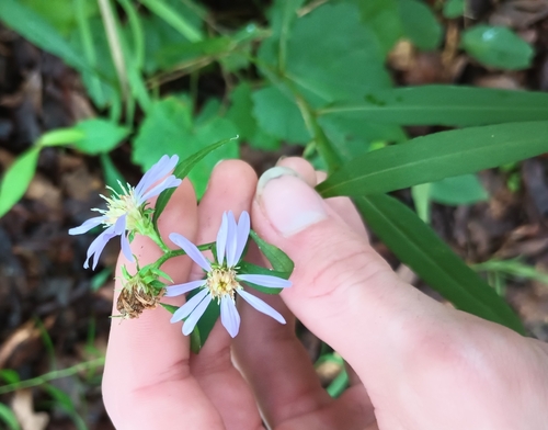 Symphyotrichum retroflexum, photograph 1
