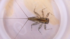 Stenacron interpunctatum