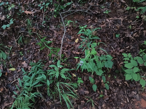 Symphyotrichum retroflexum, photograph 2