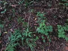 Symphyotrichum retroflexum, photograph (c) Raven Dandridge, some rights reserved (CC BY)