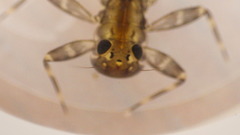 Stenacron interpunctatum