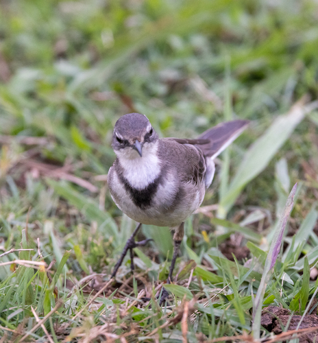 iNaturalist: (c) Otherwhere, some rights reserved (CC BY-NC), uploaded by Otherwhere iNaturalist image
