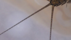 Stenacron interpunctatum