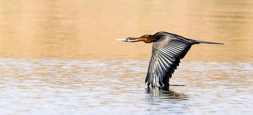 iNaturalist: (c) Otherwhere, some rights reserved (CC BY-NC), uploaded by Otherwhere iNaturalist image