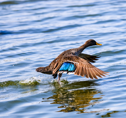 iNaturalist: (c) Otherwhere, some rights reserved (CC BY-NC), uploaded by Otherwhere iNaturalist image