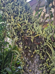 Pyrrosia lanceolata