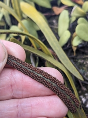 (c) Nina Kerr, some rights reserved (CC BY) Pyrrosia lanceolata, photograph (c) Nina Kerr, some rights reserved (CC BY)