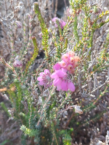 Cross-leaved Heath