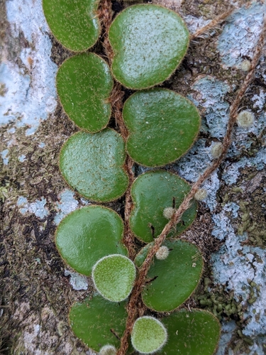 Pyrrosia nummulariifolia