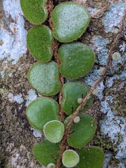 Pyrrosia nummulariifolia