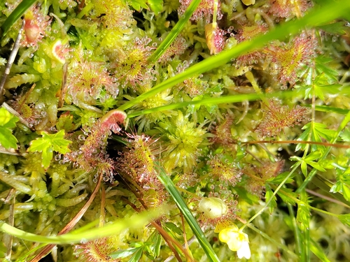 round-leaved sundew