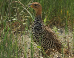 Campocolinus coqui coqui