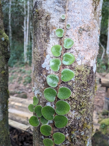 Pyrrosia nummulariifolia, photograph 2