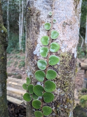 (c) Nina Kerr, some rights reserved (CC BY) Pyrrosia nummulariifolia, photograph (c) Nina Kerr, some rights reserved (CC BY)