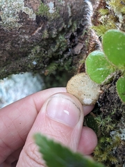 (c) Nina Kerr, some rights reserved (CC BY) Pyrrosia nummulariifolia, photograph (c) Nina Kerr, some rights reserved (CC BY)