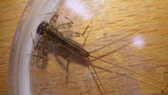 Stenacron interpunctatum