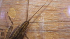 Stenacron interpunctatum