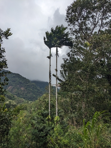 Areca catechu