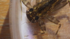 Stenacron interpunctatum