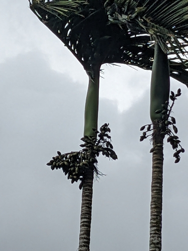 Areca catechu