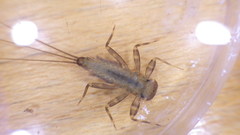 Stenacron interpunctatum