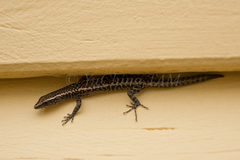 Cryptoblepharus australis