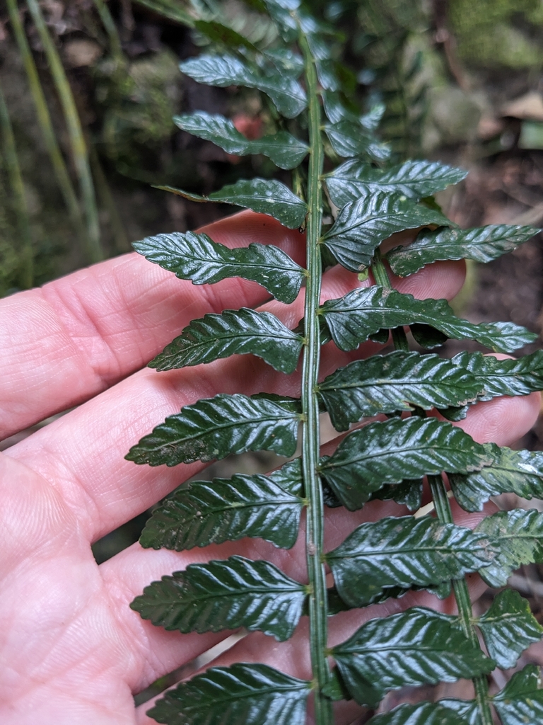 Tổ điểu nhỏ – Asplenium tenerum