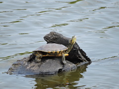 Trachemys venusta venusta