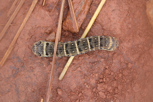 Large striped hawkmoth