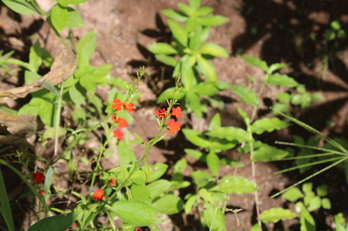 Witchweed