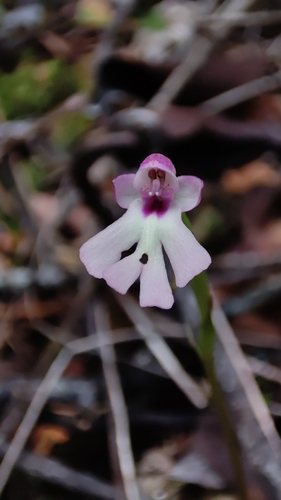 Cynorkis fastigiata observed 2026-07-22