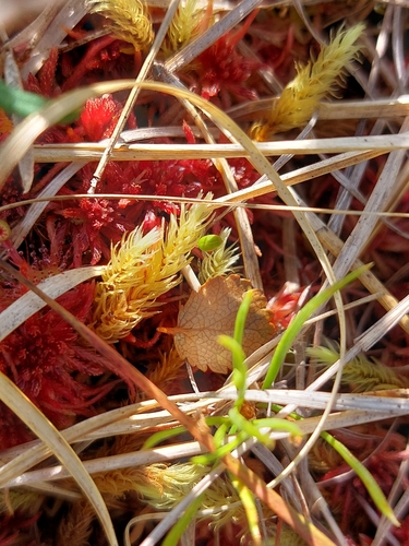 ribbed bog moss
