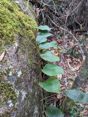 Pyrrosia abbreviata