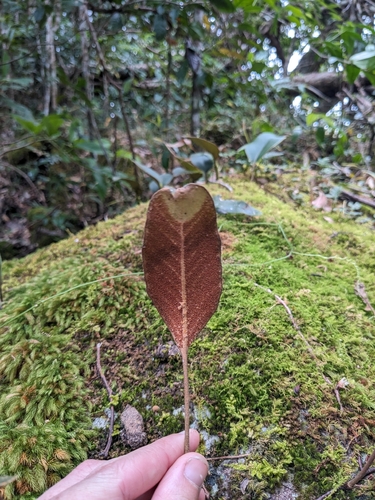 Pyrrosia abbreviata, photograph 1