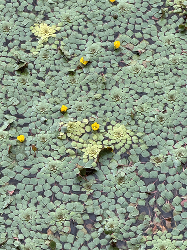 Mosaic Plant