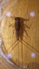 Stenacron interpunctatum