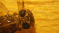 Stenacron interpunctatum