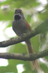 Synallaxis azarae