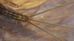 Stenacron interpunctatum